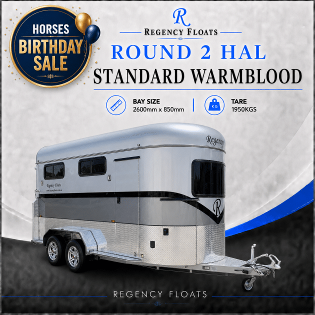 RF616 | IN STOCK | Round 2 HAL Standard Warmblood
