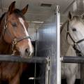 Head Divider for a Horse Float: Types, Fit and What to Ask