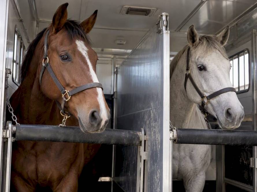 Head divider between horses inside a float